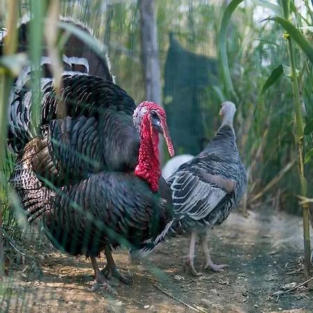 De Santis Agroturismo